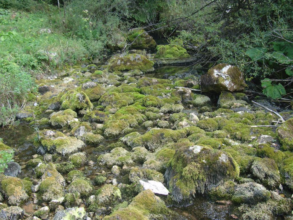 Pensiunea Piatra Mandrutului Scarisoara  Exteriér fotografie